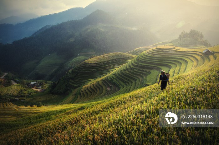 Rice fields on terraced of Mu Cang Chai, YenBai, Rice fields prepare the harvest at Northwest Vietna