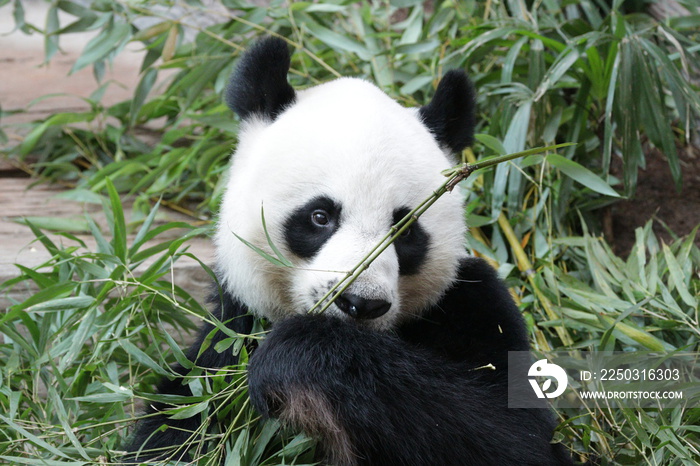 雄性熊猫的名字是泰国的创创