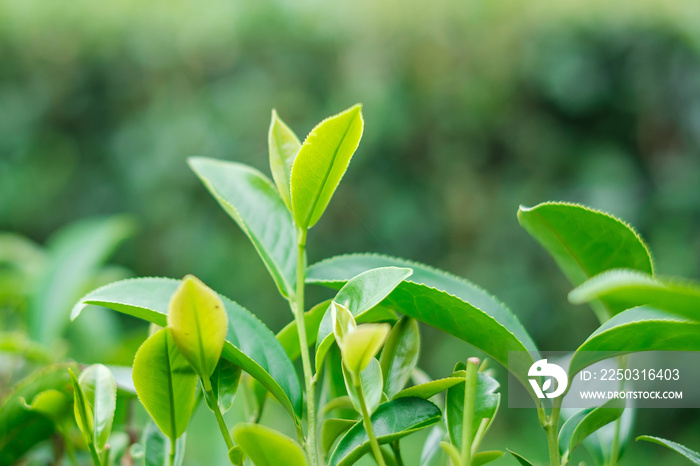 女人早上在茶园山上手绘茶叶。农业和自然背景