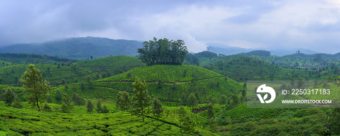 印度喀拉拉邦Munnar美丽的茶园全景。