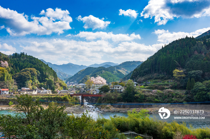 春の季節 晴天の山並みと田舎街並みに美しい桜の木　球磨川　Spring season Beautiful cherry blossom trees in sunny mountains and cou