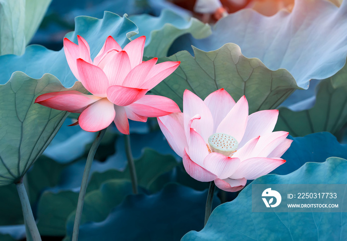 blooming lotus flower