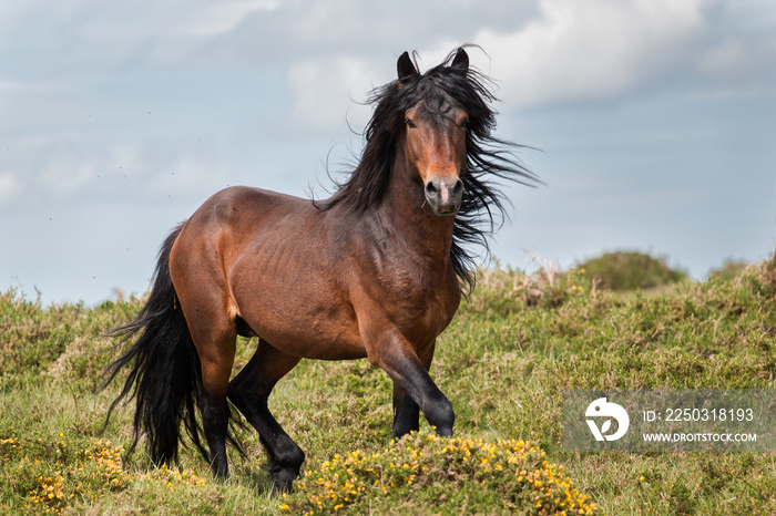 Wild Horse in Galicia