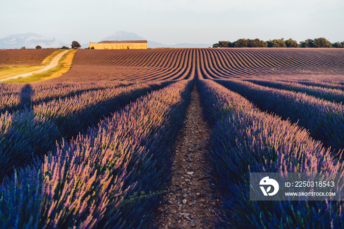 scenery nature landscape, beautiful lavender fields on farmland