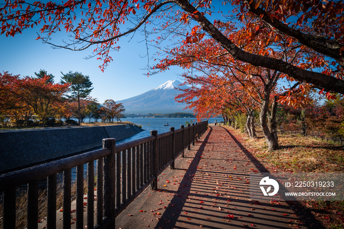 日本富士河河口湖上的富士山，白天有秋叶。