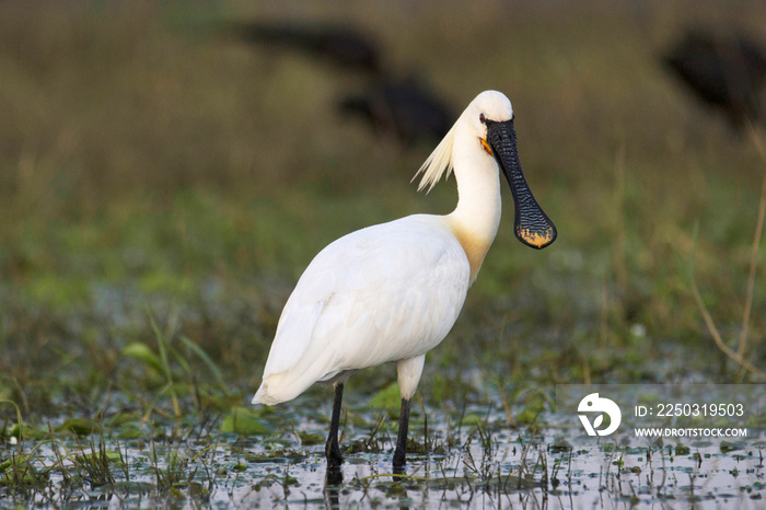 Eurasian spoonbill or common spoonbill, Platalea leucorodia, India