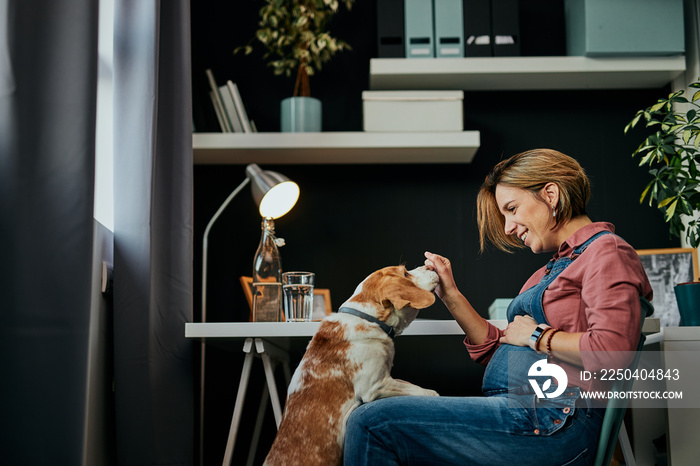 Cute caucasian pregnant woman in forties sitting in home office and playing with her beloved dog.