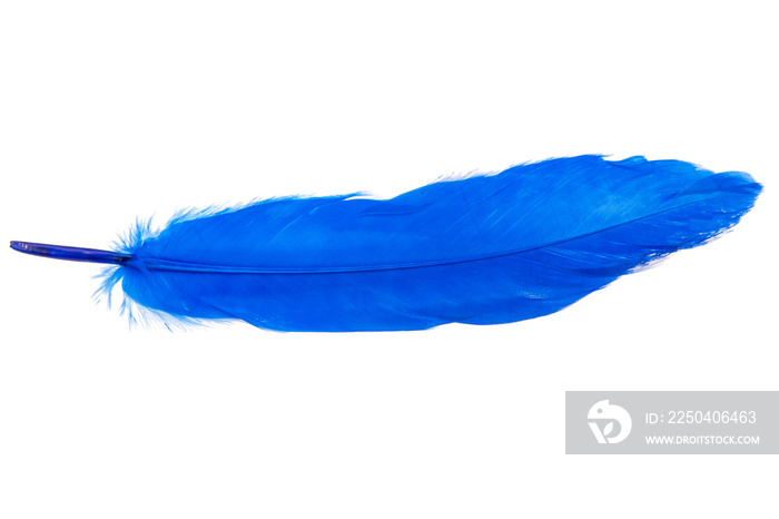 优雅的蓝色羽毛隔离在白色背景上