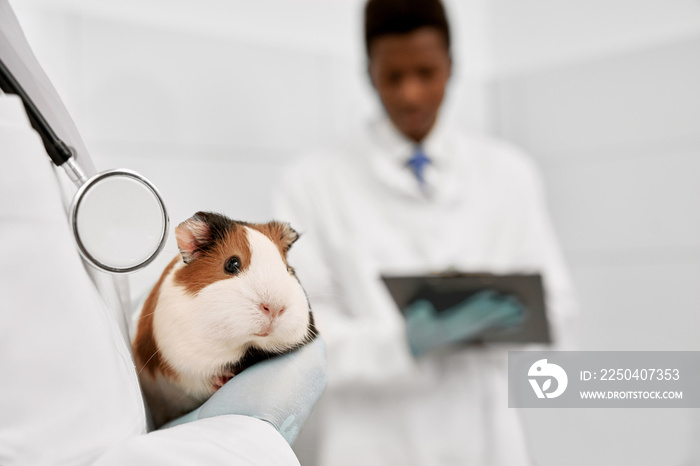 White and brown hamster on hands of veterinarian in clinic.