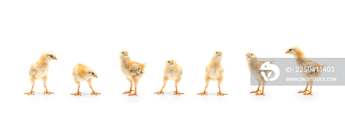 Isolated Little Rhode Island Red baby chicken team stand in a row on solid white clear background in