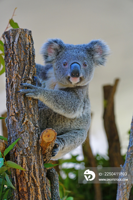 A koala on a eucalyptus gum tree in Australia