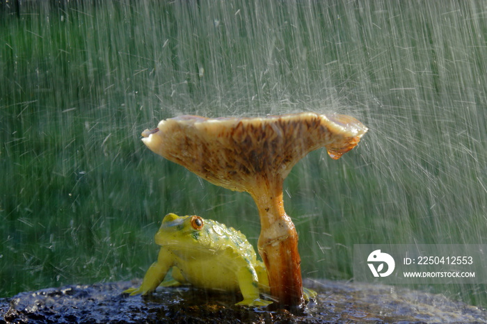 Frog hiding from the rain under mushroom