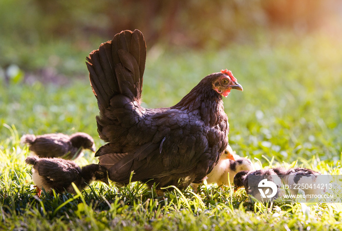 Hen with baby chicken