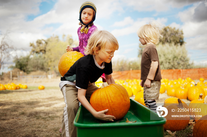 Siblings putting pumpkins in cart at farm