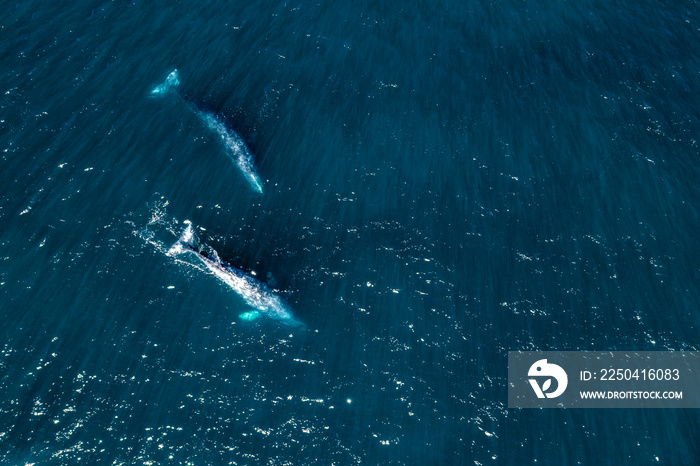 grey whale in Mexico Baja California aerial drone view panorama