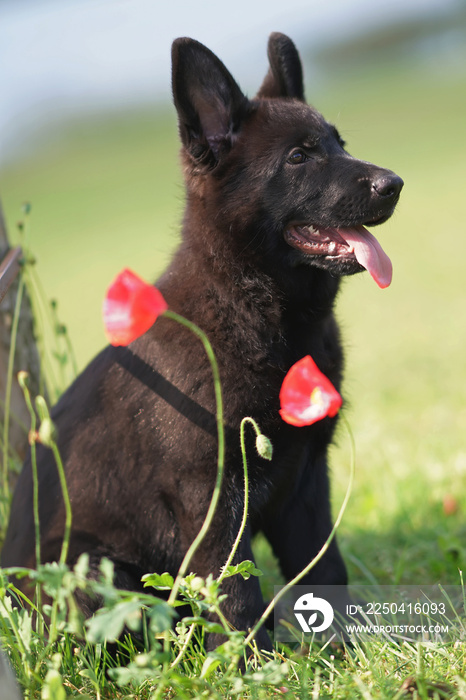 可爱的短发黑色德国牧羊犬坐在绿草上，与红色罂粟花合影