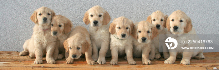 group of golden retriever puppies