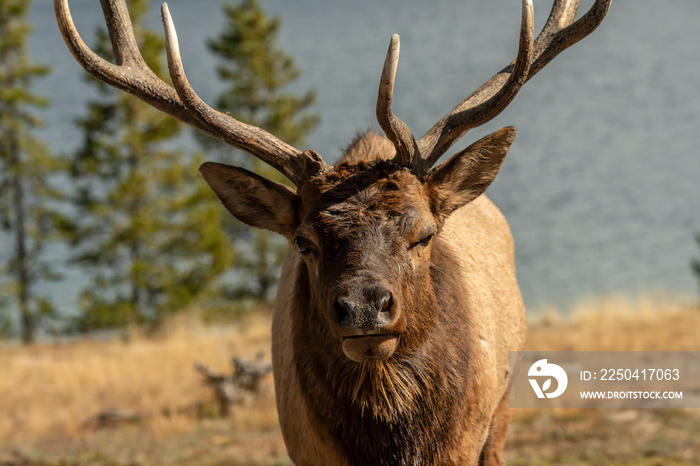 Bull elk (Cervus canadensis);  Yellowstone NP;  Wyoming