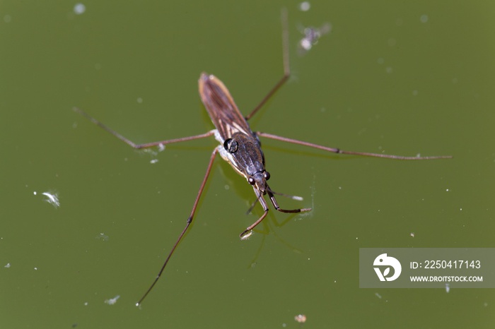 普通水鹬（Gerris lacustris）