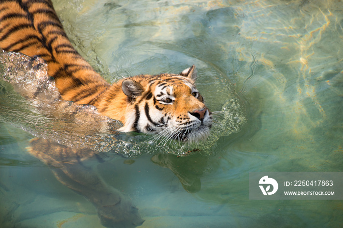 tiger swimming