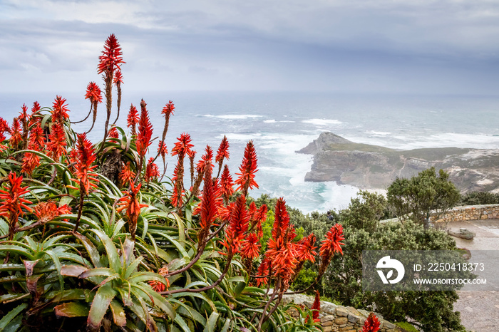 Beautiful misty sea from a view point at Cape Point Nature Reserve, with Aloe ferox flowers,  Cape P