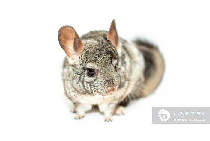 Chinchilla on a white background. Exotic furry animal.