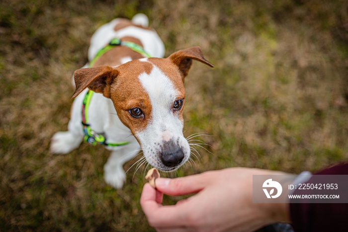 Cute friendly brown and white young jack russell terrier jumping up for a titbit held by a human han