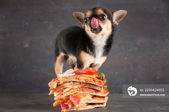 Small chihuahua dog and pizza slices on table