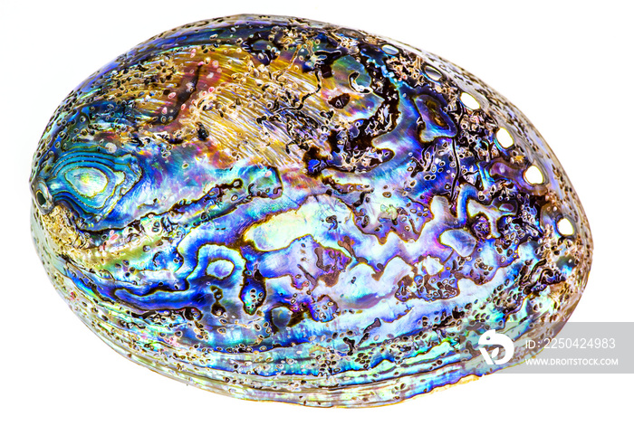 Polished paua abalone shell on white