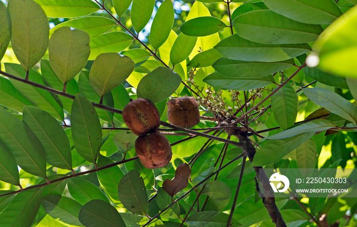 巴西里约Crabwood树果实或Andiroba果实（Carapa guianensis）