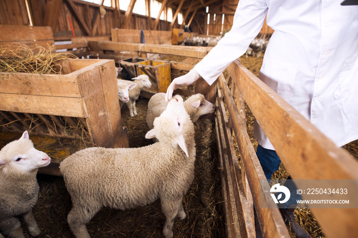 一个面目全非的牛兽医正在抚摸小绵羊。家畜健康控制。