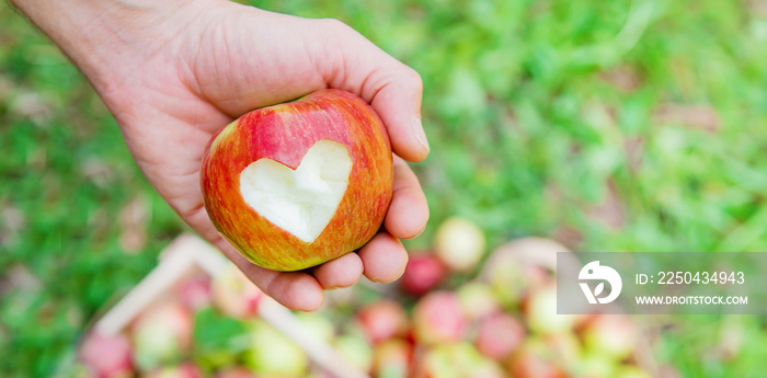 Man gardener picks apples in the garden in the garden. Selective focus.