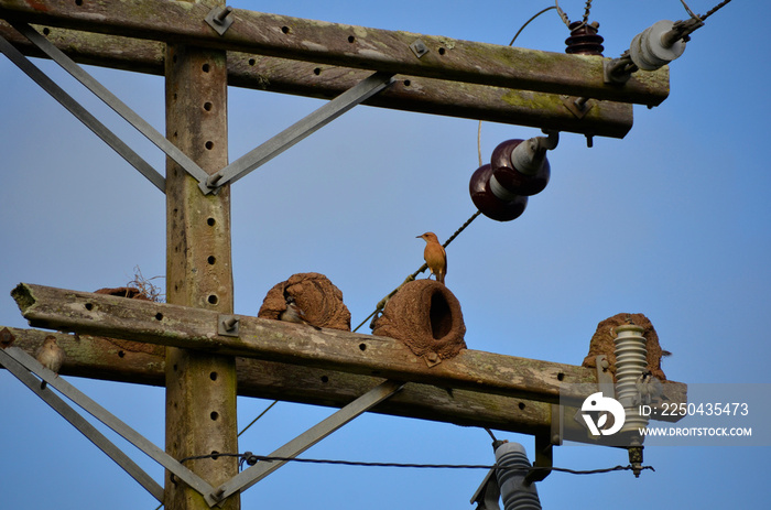 Power network with nests made of clay by the bird known in Brazil as “joão-de-barro”. Scientific nam