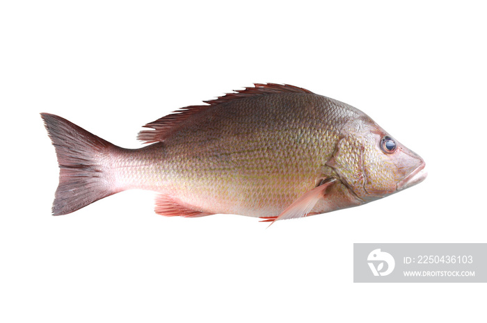 新鲜的红色Snapper鱼或Lutjanus campechanusfish在
1995939919,化妆品霜图标
