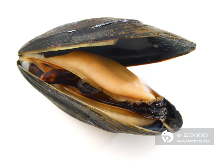 a mussel in its shell on a white background