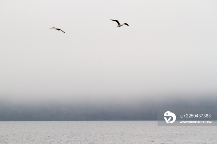 海鸥在湖面无声的雾中飞翔