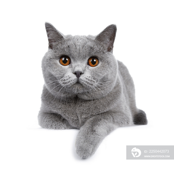 可爱的年轻成年纯蓝色英国短毛猫小猫躺在前视图上，看着镜头