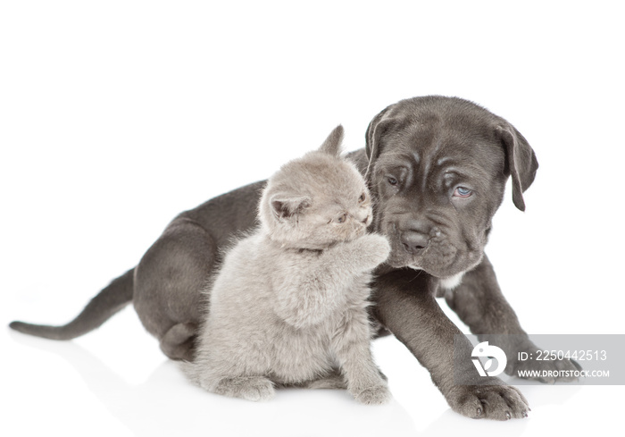Playful kitten with mastiff puppy. isolated on white background