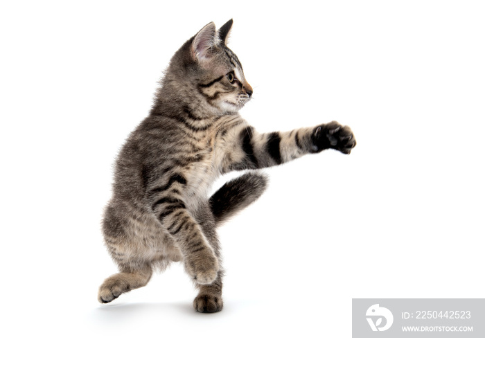 Tabby cat playing on white background