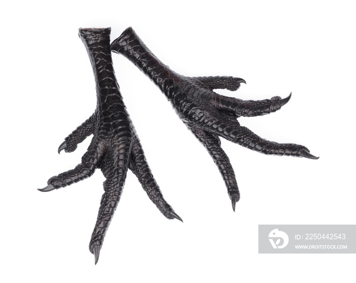 black chicken feet isolated on white background