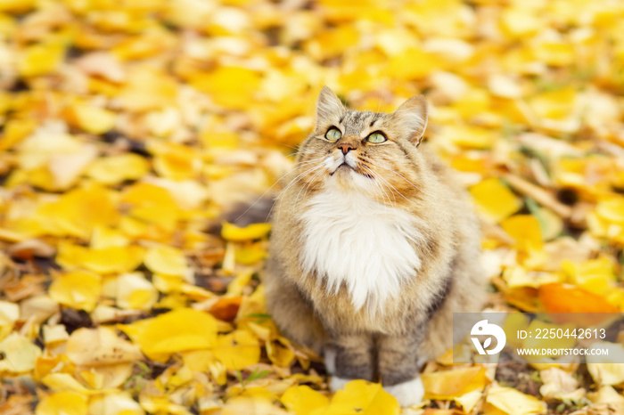 一只西伯利亚猫坐在落叶上，秋天的宠物在大自然中行走