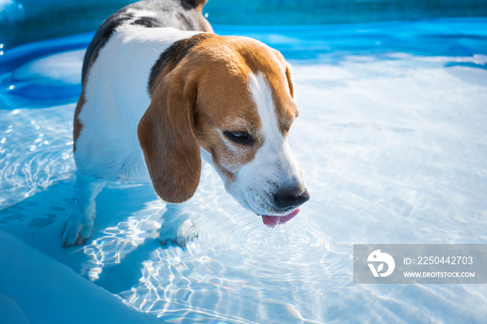 一只可爱的比格犬在夏天的游泳池里降温。