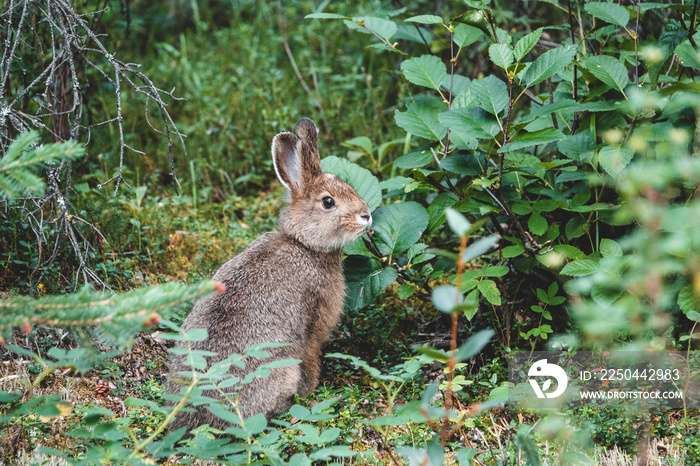 Snowshoe hare on the grass in summer, Alaska