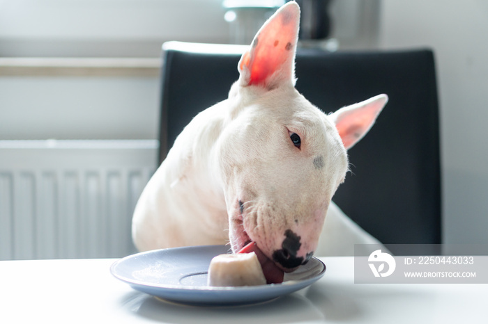 斗牛犬坐在椅子上，从厨房的盘子里吃树莓和冰淇淋