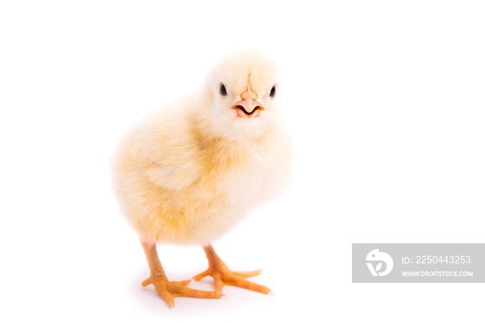 Small yellow chicken isolated on a white background