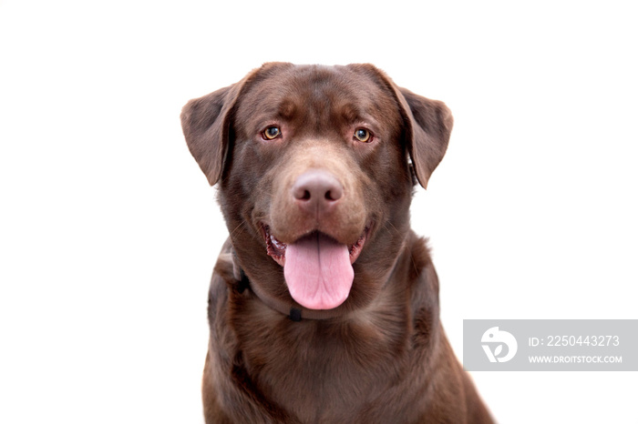 Portrait of a black Golden Retriever dog