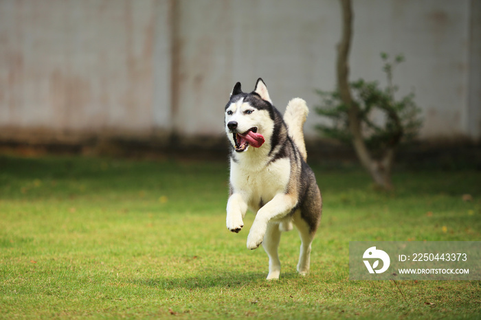 西伯利亚哈士奇在草地上奔跑。狗在公园里跳跃。狗在草地上释放。