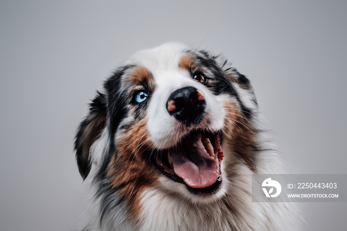 One dog only. Australian shepherd. Domestic pet and friend of human posing in white background.