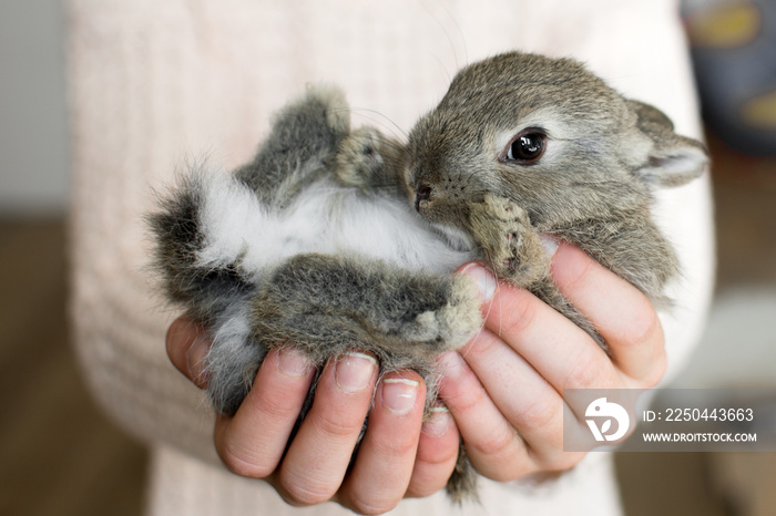 Little bunny in human hands. Very cute young rabbit in kids hands as a easter concept.