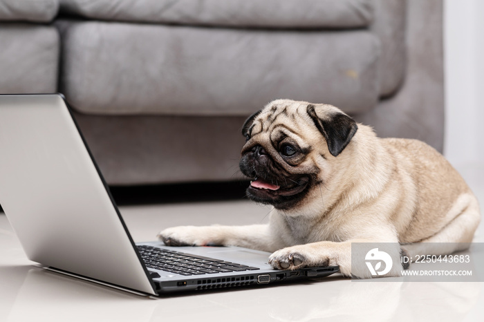 Cute dog Pug breed lying on ground looking on computer screen working and typing with computer lapto